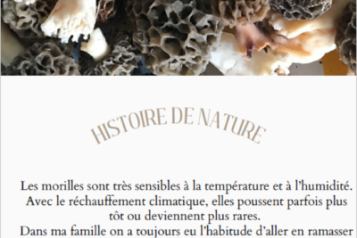 Agrandir l'image 5 sur 6, fenêtre modale