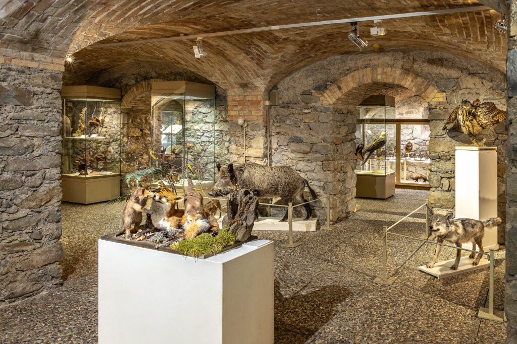 Le sous-sol du musée présentant les collections d'histoire naturelle du musée.  - Agrandir l'image, fenêtre modale