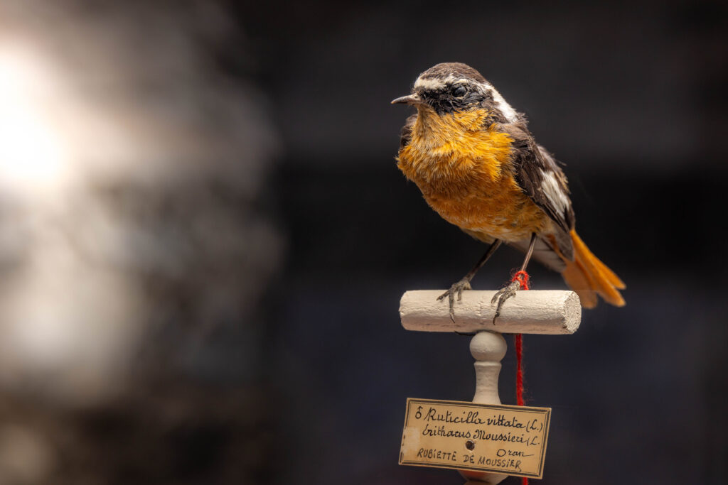 Une rubiette de moussier photographiée en gros plan.   - Agrandir l'image, fenêtre modale