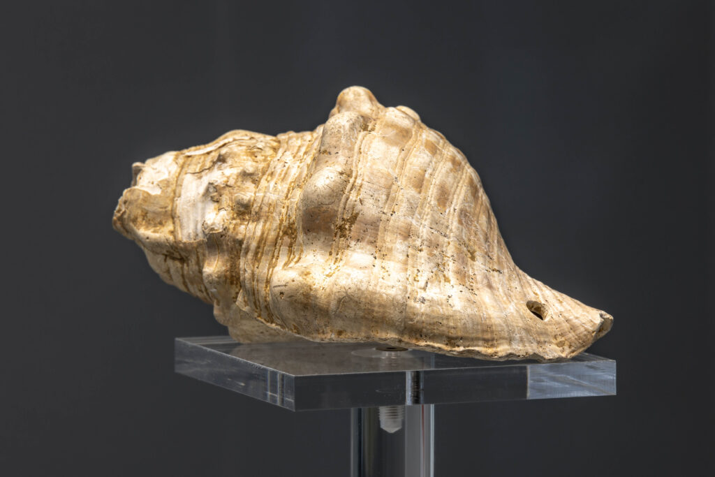 Conque d'appel du néolithique moyen présentée dans l'exposition archéologie alpine.  - Agrandir l'image, fenêtre modale