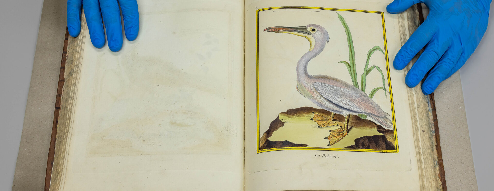 Des mains retiennent les pages d'un livre de l'ornithologue Léon Olphe Galliard.
