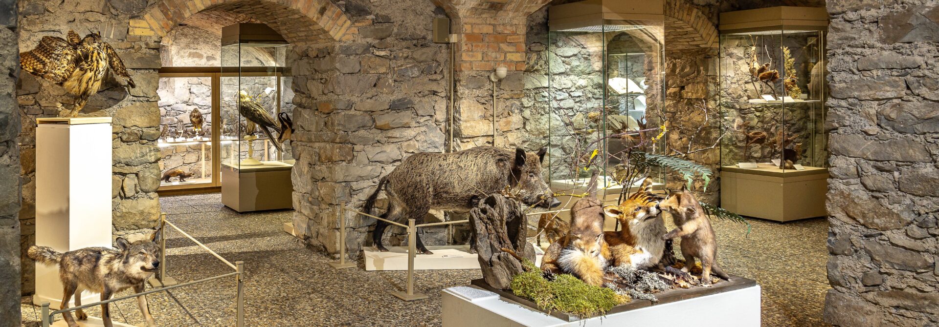 Photo de l'exposition intitulée le vivant d'ici et d'ailleurs présentée au sous-sol du musée. L'espace est vouté, sur des socles blancs sont présentés des dioramas d'histoire naturelle (sanglier, famille de renard, loup...etc)