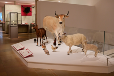 Agrandir l'image 6 sur 8, fenêtre modale