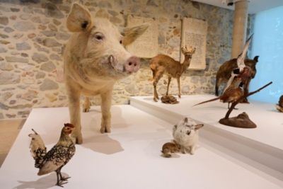 Agrandir l'image 5 sur 8, fenêtre modale